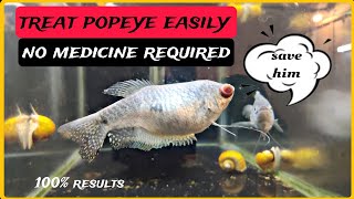 Pop-Eye disease treatment at home easily || winter fish care video || no meds required