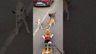 Beagle puppy playing with his street pals|Fredy's friends| #Shorts