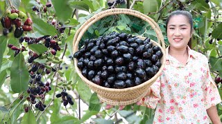 Jambolam Plum or Java Plum season is coming in my village / Jambolam Plum recipe