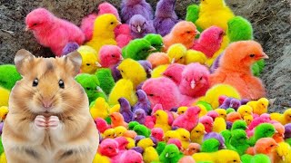 Wadidaw ‼️ Ayam Lucu, ayam warna warni, ayam rainbow, kelinci lucu, bebek lucu, ikan koi, Hewan Lucu