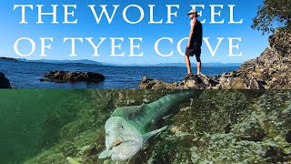 The Wolf Eel of Tyee Cove (4K) | Vancouver Island SCUBA Diving