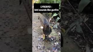 Lyrebird sounds like gunfire by Icon laxman