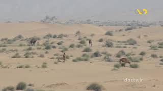 Wildlife of Iran "Gazelle"