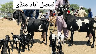 Faisalabad bakra mandi new updates beetal milking goats qurbani 2024 [haider tv vlog]