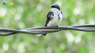 ANDORINHA PEQUENA DE CASA na Natureza - Pequena e Linda Ave !