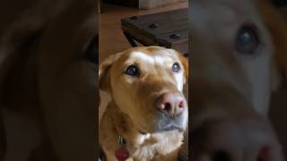 The Struggle is Real: Dog’s Desperate Quest for a Treat! 🐶😂