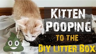 MAKING DIY CAT LITTER BOX ||KITTEN POOPING