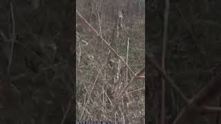 Clearing out brush with the Titan Rake on the Tractor