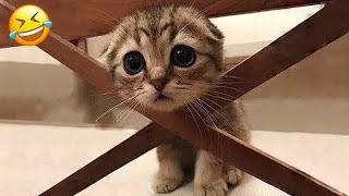 Try Not To Laugh Cats And Dogs Videos😻🐶New Funny Animals Video 2024