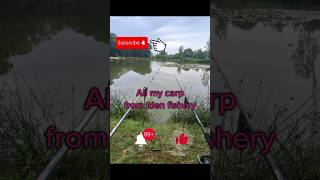 All my carp from 1 fishery. Like and subscribe if you want to see part 2. #fish #short