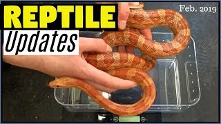 February Updates - Development in the Reptile Room!