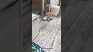 Avocado, the Boxer Pup, Plays Soccer