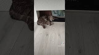 Обычное состояние. #cat #кот #юмор #топ #shorts