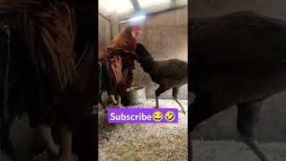 Declaration 🤣😂subscribe please 🤩#aayuthapooja#funny_chicken #husbandwifetamilcomedy #kozhi_koothugal