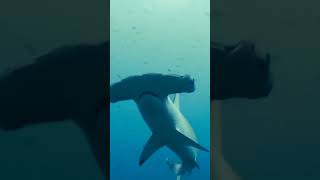 Hammerhead shark 💀 #tiktok #youtubeshorts #capcut #foryou #viral #sharkfaces #shark #nature #scary