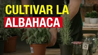 Cultivar la albahaca - COMPO Huerto Urbano