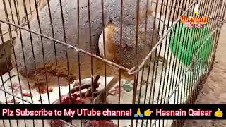 Beautiful Owl|Olu Khana Kha Raha Hai| Hasnain Qaisar