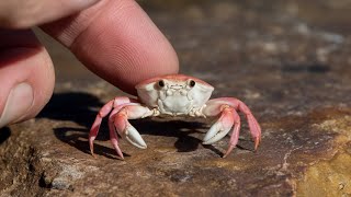 Surprising Facts About Pink Land Crabs