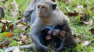 Tarzana Baby Kisses Newborn Baby Monkey, Two Lovely Little baby Monkeys, Daily Monkeys Man#1196