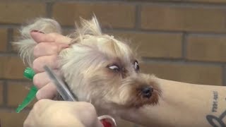 Cute Dogs and Cats Showing Off New Haircuts Compilation