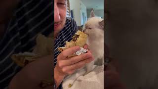 #cutecats #funnyvideo #shorts