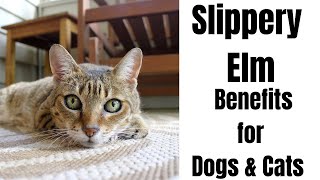 Natural REMEDY for Upset Stomach in Dogs and Cats | Slippery Elm for Pets