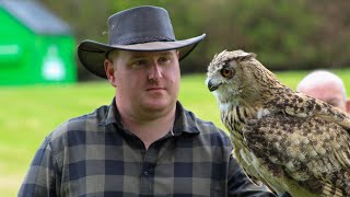 Eagle Owl at Dalhousie Falconry