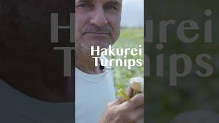 When to eat a hakurei turnip     #localfood #gardening #organicfarm #shorts