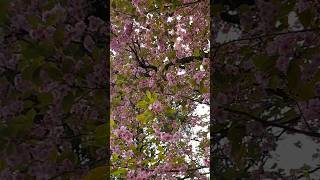 Some Spring Blossoms from #switzerland #swiss #shortsvideo #april #4k