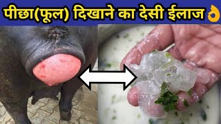 गाय/भैंस में फूल दिखाना,पीछा दिखाने का देसी ईलाज|gaay/bhain ka picha dikhana|Prolapse in cow/buffalo