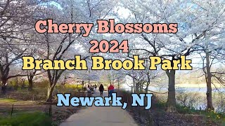 Walking in Branch Brook Park in Newark, New Jersey, USA | 2024 cherry blossoms season