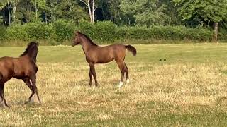 beautiful young foal in ruttish