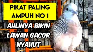 Pancingan Perkutut Ampuh Ngalas Master Pikat Terapi bunyi Agar Gacor NYAUT 100%