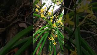 Oru kidilam orchid