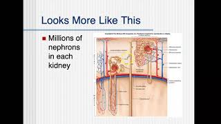 Bio4_ Module 15_Ch 25 Urinary_part 4