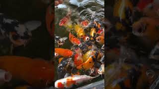 #koi #koifish #masha