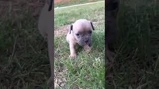 Fawn Bully Female Available 4 weeks old