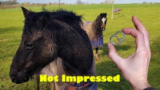 Horsing About! Metal Detecting UK 2022