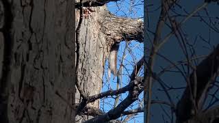 Squirrel just hanging out! 😂👍 #squirrel #hangingout #cutenessoverload