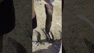 змейголов рыбалка в Казахстане 2023 snakehead fishing in Kazakhstan