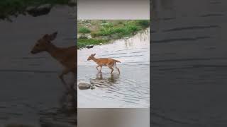 Fawn & doe crossing river #animals #shorts #crossing #river #road