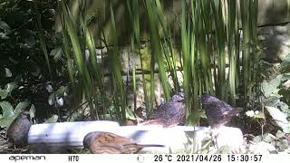 Fluffy sparrow drinking