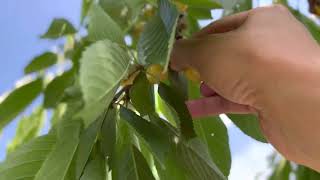 Summer cherries in Bilicenii Vechi, Moldova