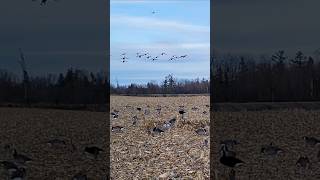 Close birds + good shooting = rainout! #goosehunt #hunting #chasse #duck