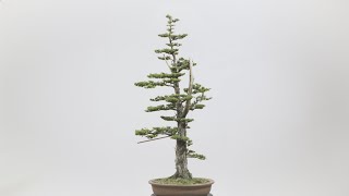 Cryptomeria Transformation