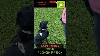 🐕👀TUTO FOCUS & Concentration 👀🐕 Exercice d'Éducation canine💡🎓