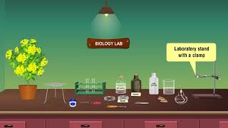 Carbon dioxide is essential for Photosynthesis