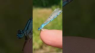 I rescued a damselfly from drowning