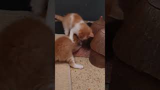 Most hilarious CATS that will make you LAUGH! Best CAT VIDEOS 2024