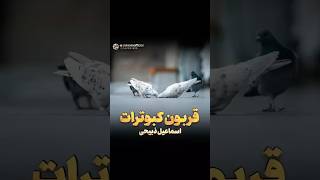 قربون کبوترات##اسماعیل_ذبیحی#امام_رضا #امام_رئوف